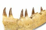 Mosasaur (Eremiasaurus?) Jaw with Six Teeth - Morocco #270872-4